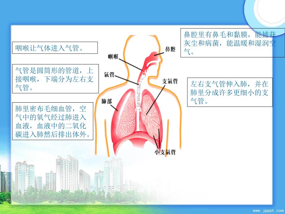 五年级科学上册第7课我们的呼吸课件1青岛版青岛版小学五年级上册自然科学课件_第3页