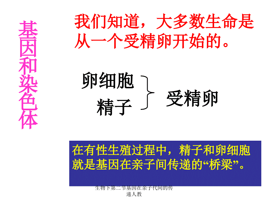 生物下第二节基因在亲子代间的传递人教课件_第3页