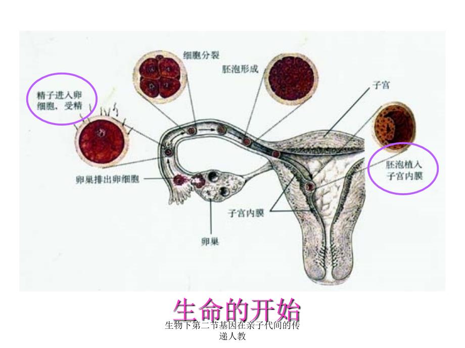 生物下第二节基因在亲子代间的传递人教课件_第4页