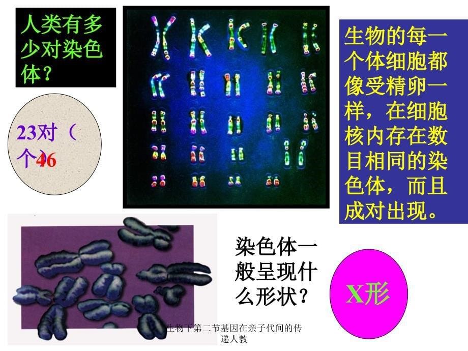 生物下第二节基因在亲子代间的传递人教课件_第5页