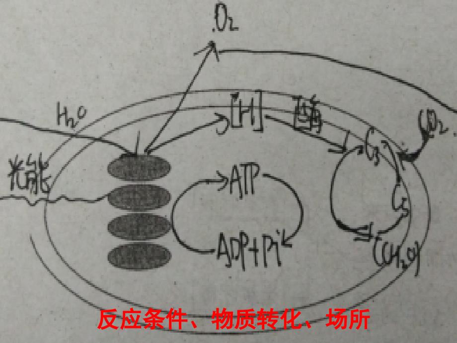 光合作用与呼吸作用二轮定稿_第3页