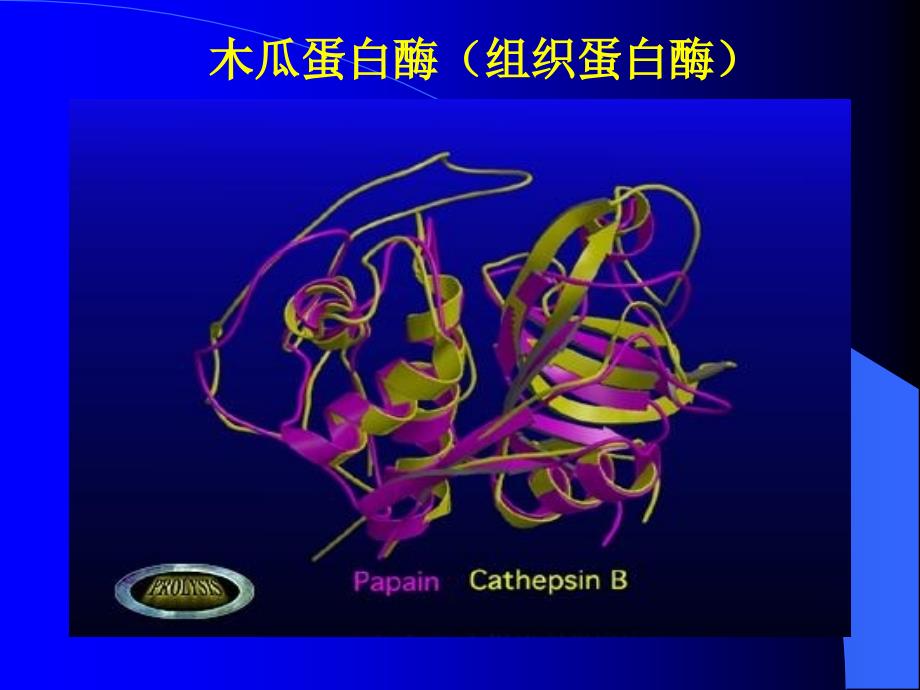 氨基酸蛋白质_第3页