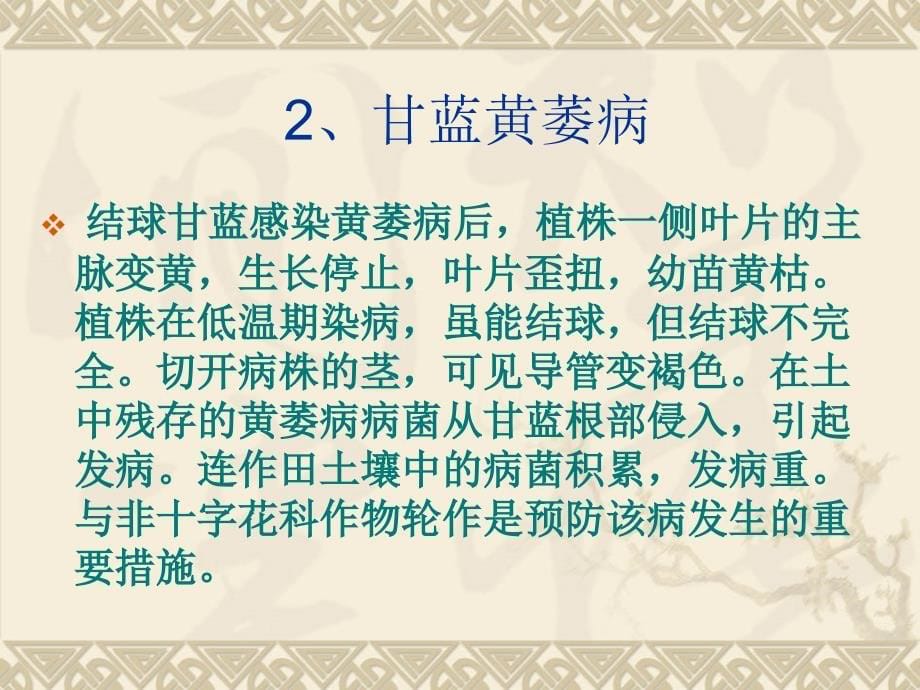 无公害结球甘蓝病虫害防治名师编辑PPT课件_第5页