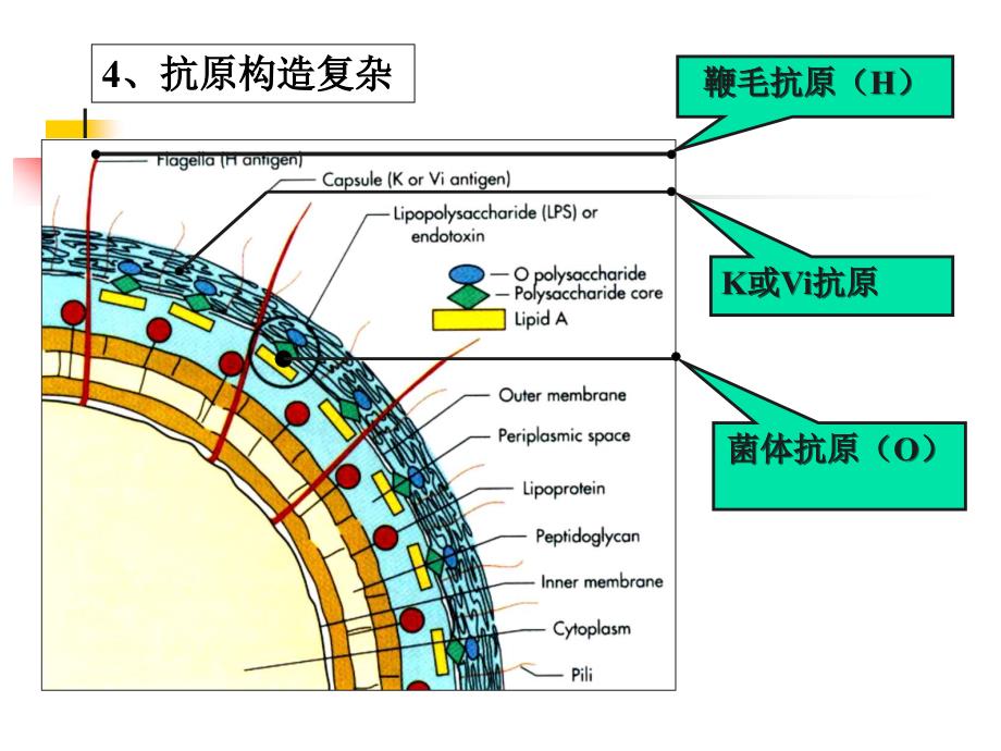 医学微生物学：第九章 肠道杆菌_第4页