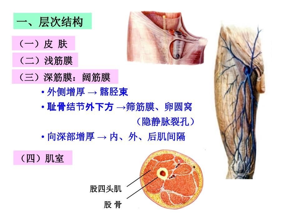 03股前内侧区_第2页