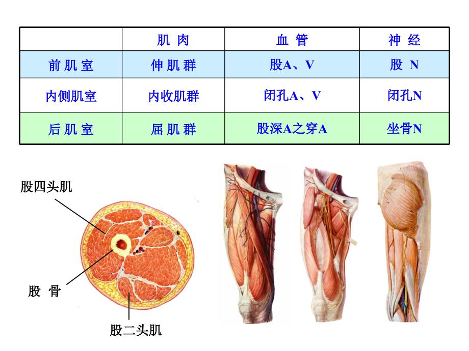 03股前内侧区_第3页