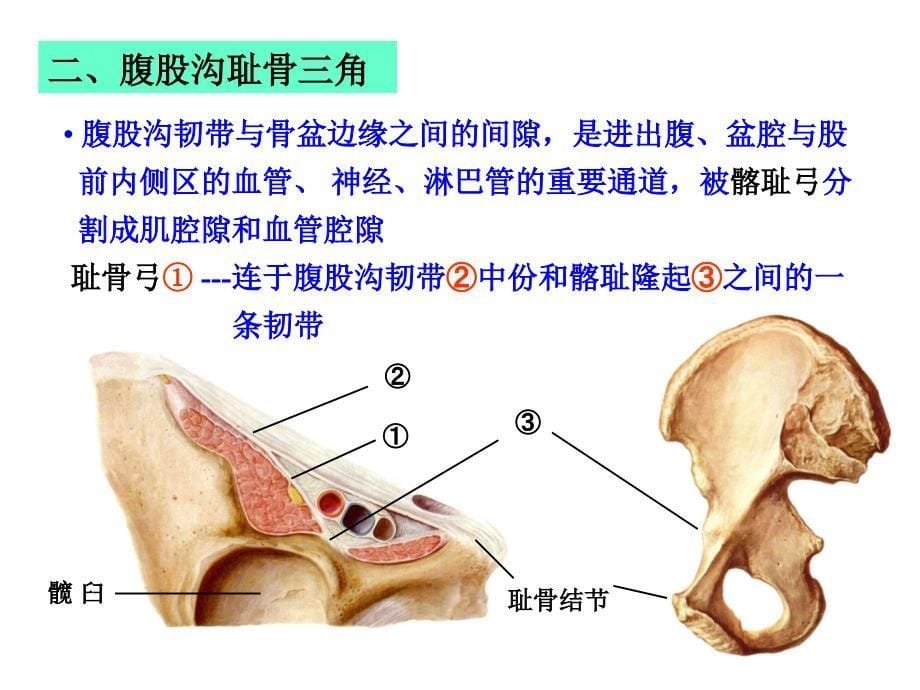 03股前内侧区_第5页