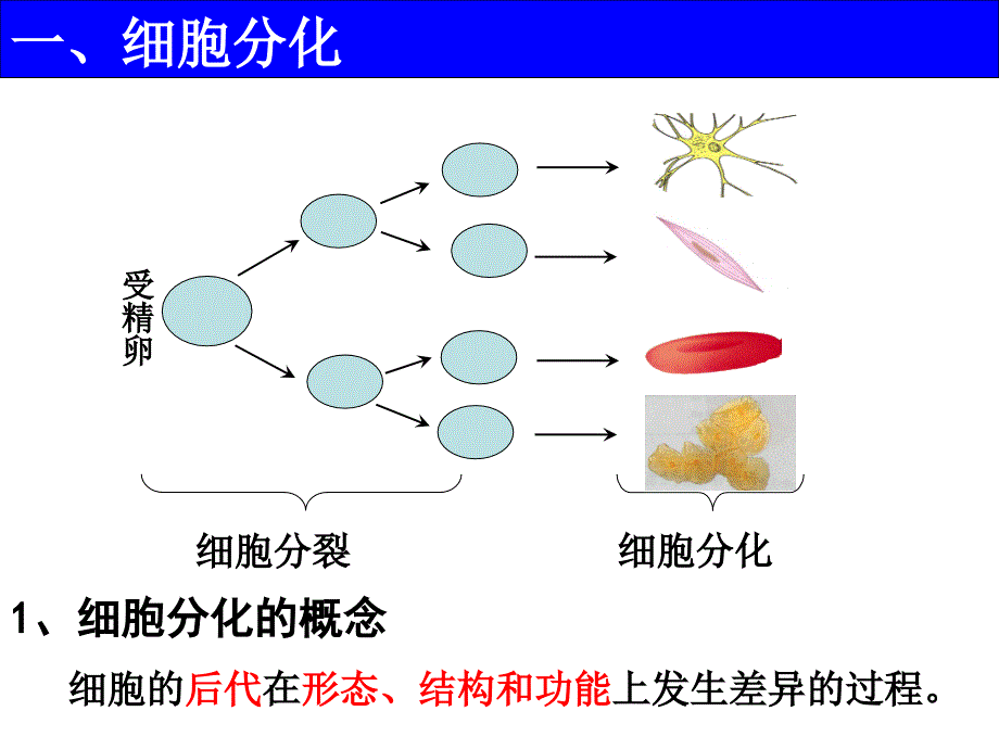 细胞分化衰老和凋亡.ppt_第3页