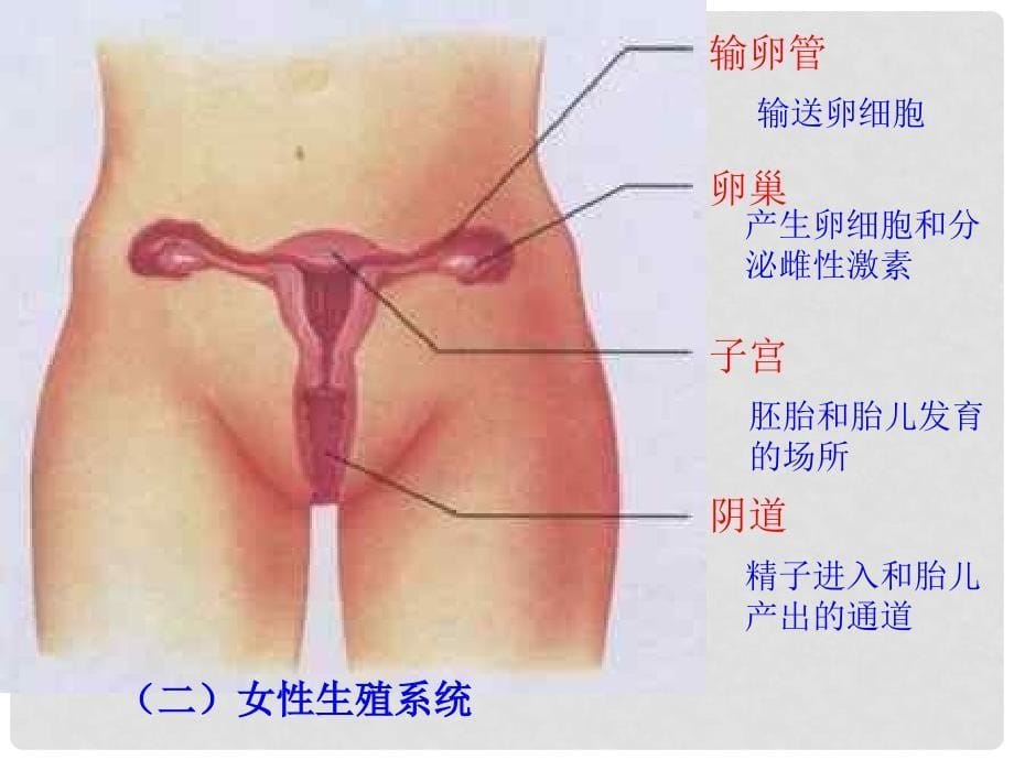 七年级生物下册 4.1.2 人的生殖课件 （新版）新人教版_第5页