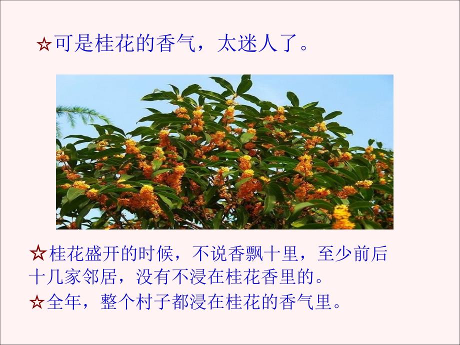 《桂花雨》课件【13页】_第3页