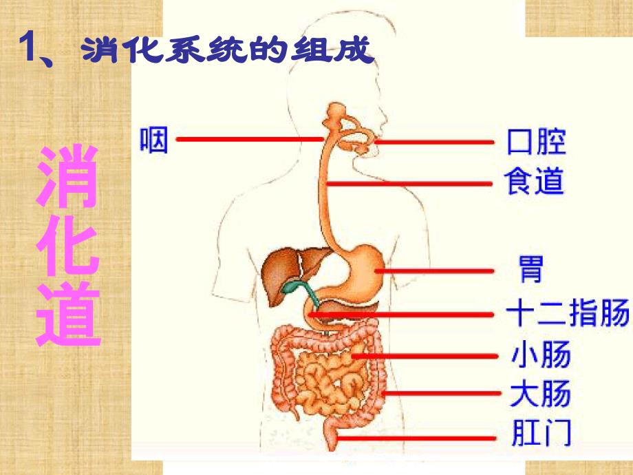 初中七年级生物下册422消化和吸收名师优质课件3新人教版_第4页