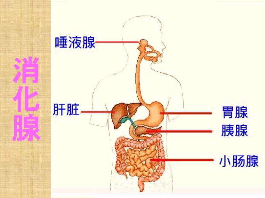 初中七年级生物下册422消化和吸收名师优质课件3新人教版_第5页