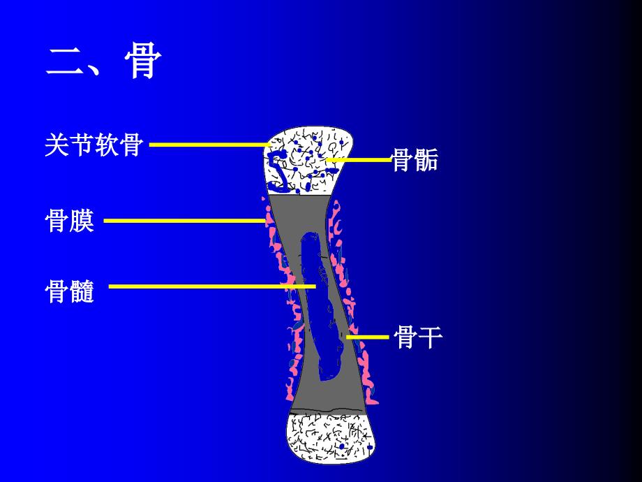 骨肌组织GAIPPT课件_第2页