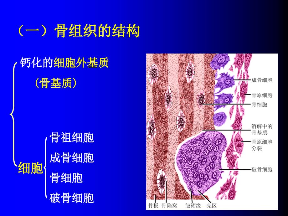 骨肌组织GAIPPT课件_第3页