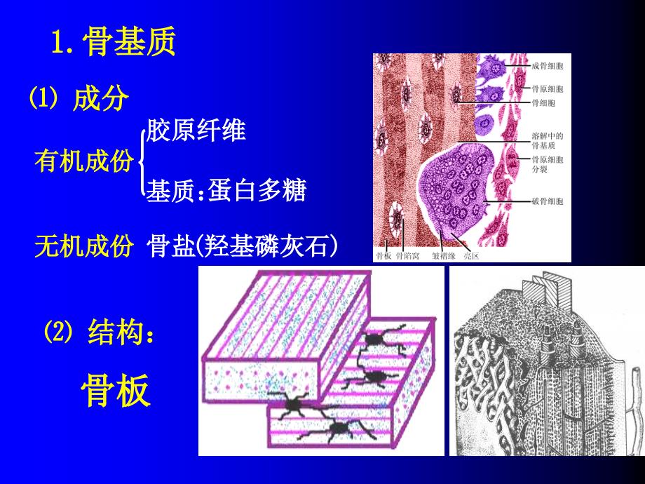 骨肌组织GAIPPT课件_第4页