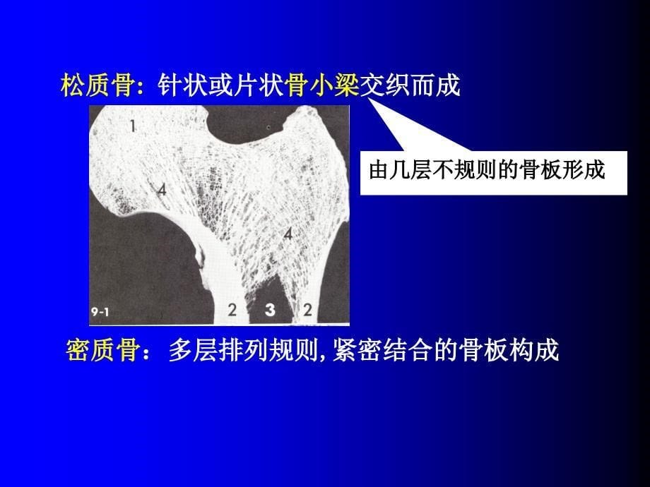 骨肌组织GAIPPT课件_第5页