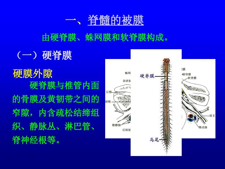 人体解剖学：脑膜脑血管_第4页