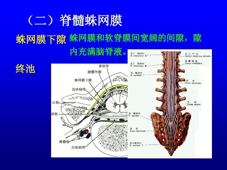 人体解剖学：脑膜脑血管_第5页