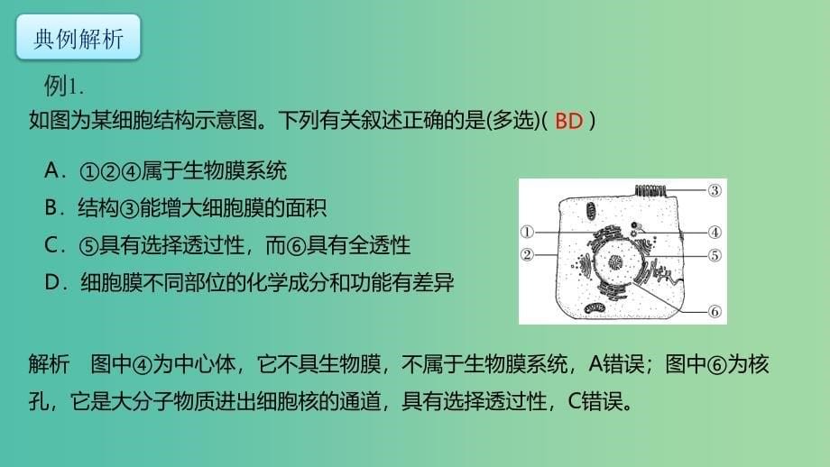 高考生物二轮复习专题1细胞的物质结构基础第2讲细胞的结构和功能及物质运输课件.ppt_第5页