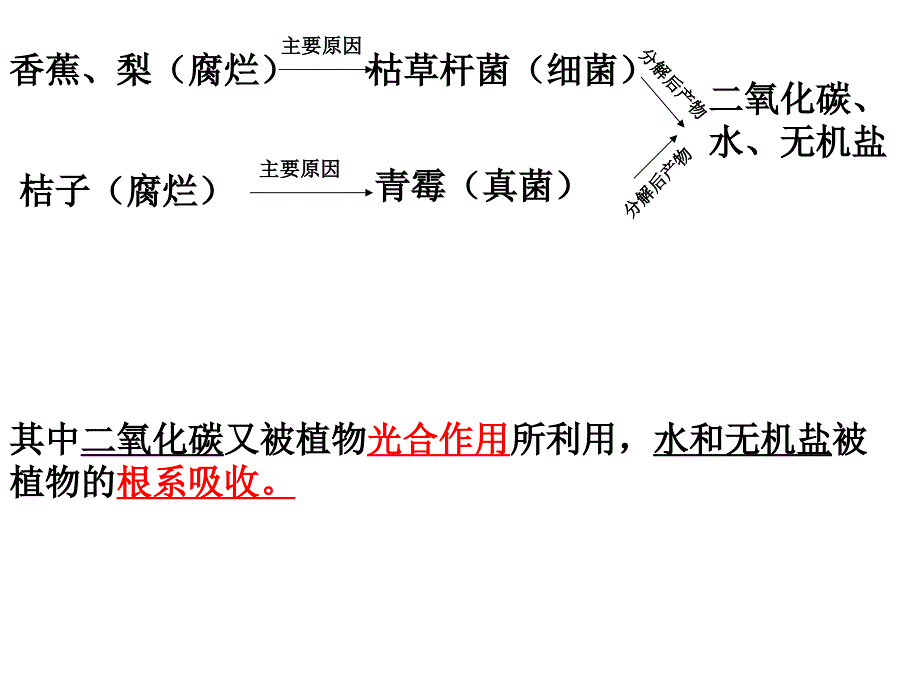 教学课件第五章细菌和真菌在生物圈中的作用_第4页