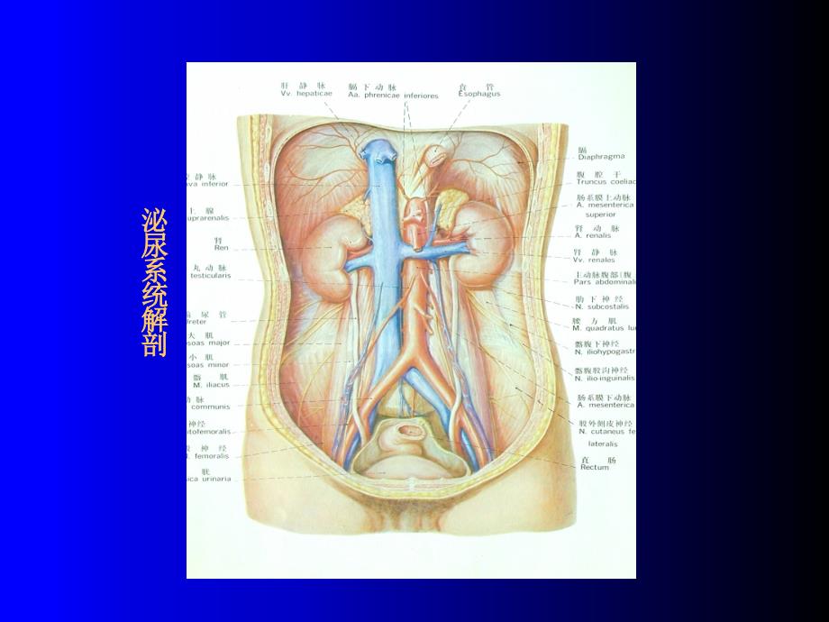 泌尿系统ct诊断学PPT课件_第2页