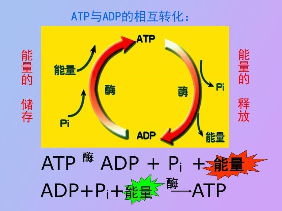 轮复习细胞的代谢酶A_第5页