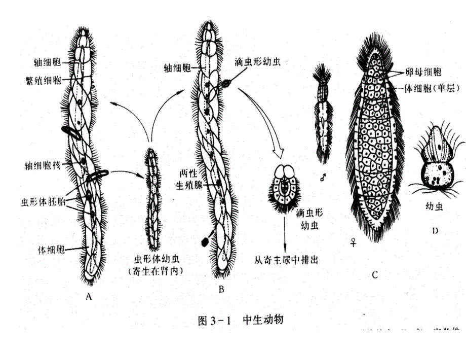 《动物学》教学课件：03 多细胞动物_第3页