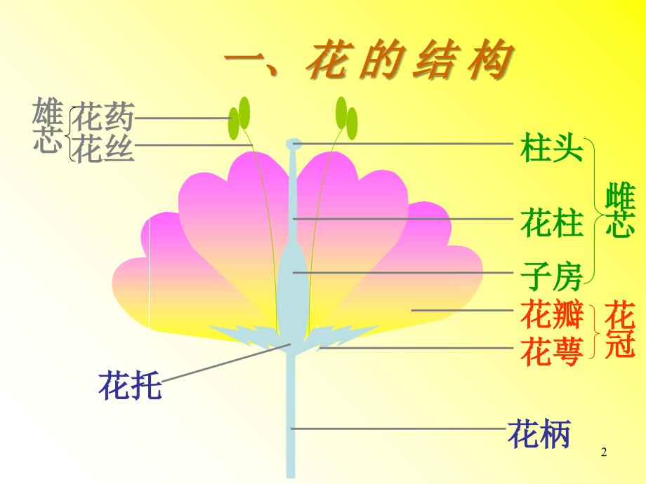 九年级生物绿色开花植物的有性生殖_第2页