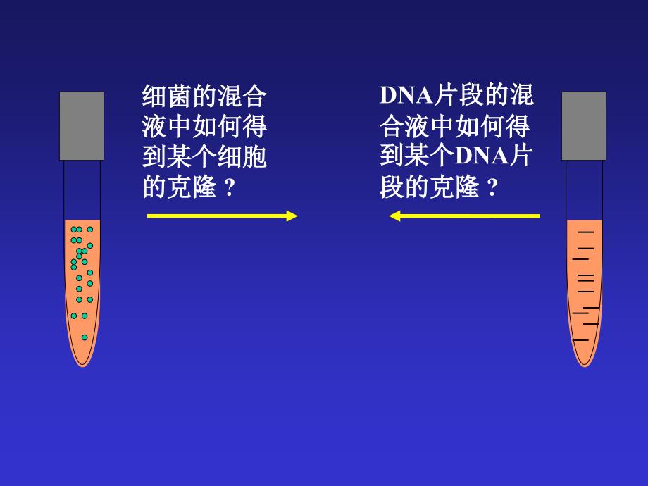 2基因工程序言_第4页