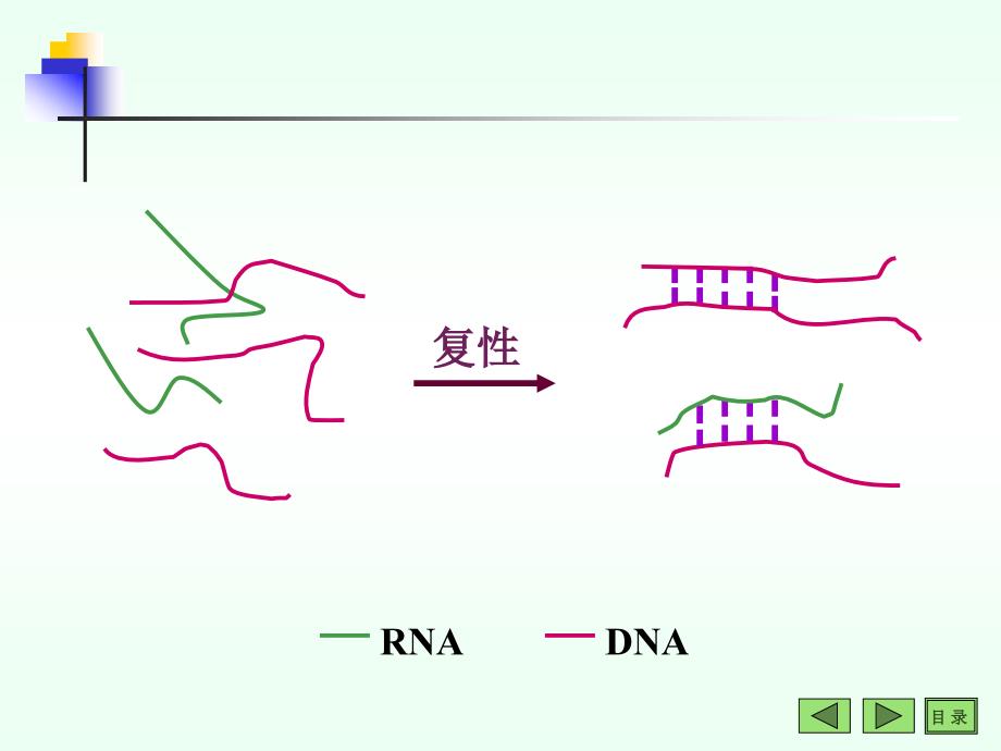 生物化学教学课件：15常用技术_第4页