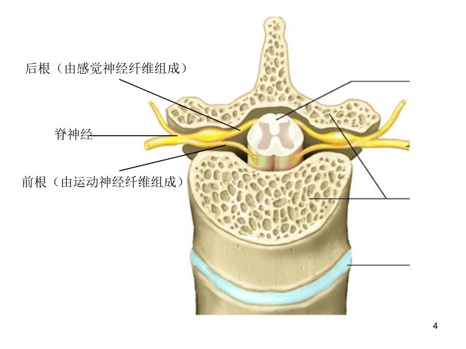 神经系统解剖ppt课件_第4页