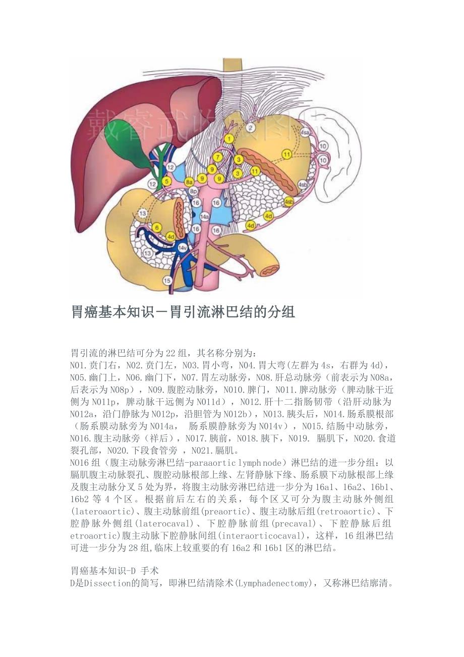 胃癌清扫淋巴结分组图.doc_第1页