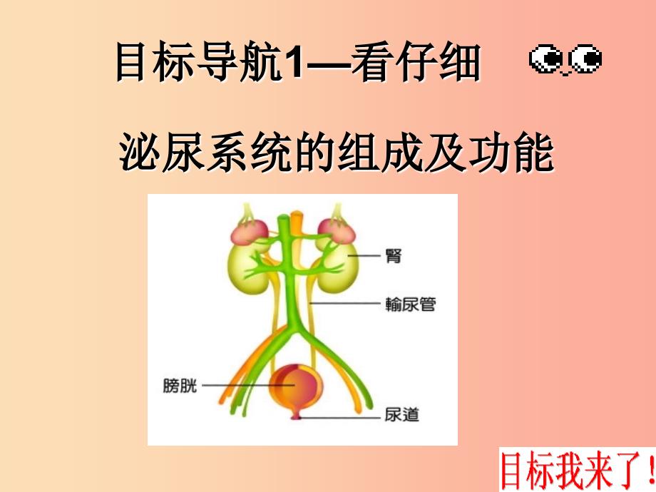 七年级生物上册 4.5.1尿的形成和排出课件 鲁科版五四制.ppt_第4页