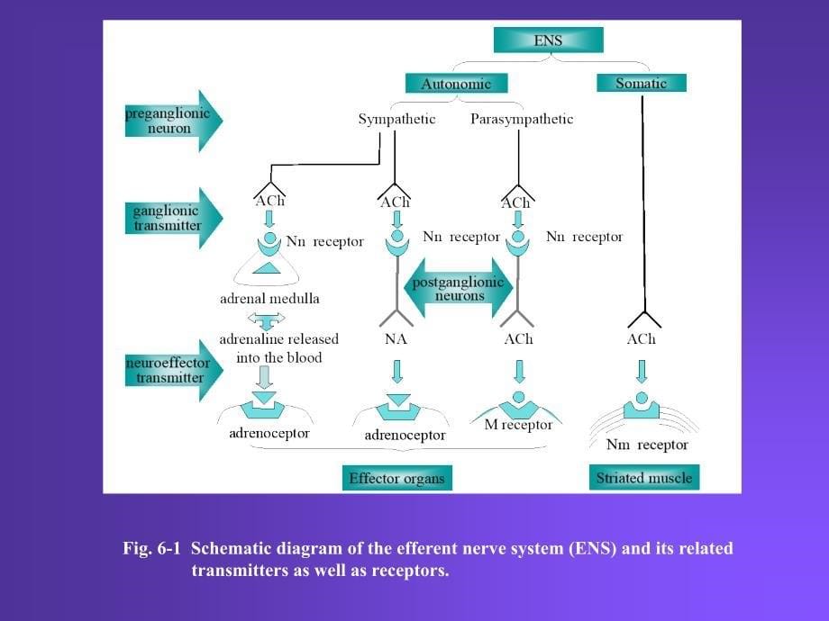 药理学课件6--传出神经系统药理学概论_第5页
