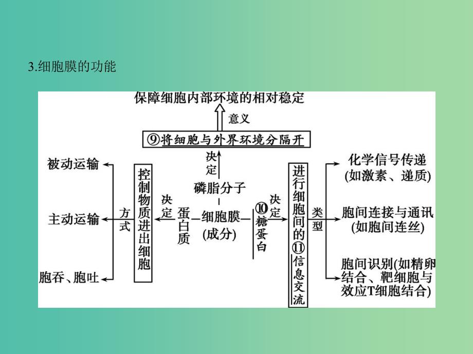 高三生物第一轮复习 第1单元 第4讲 细胞的基本结构课件 新人教版.ppt_第4页