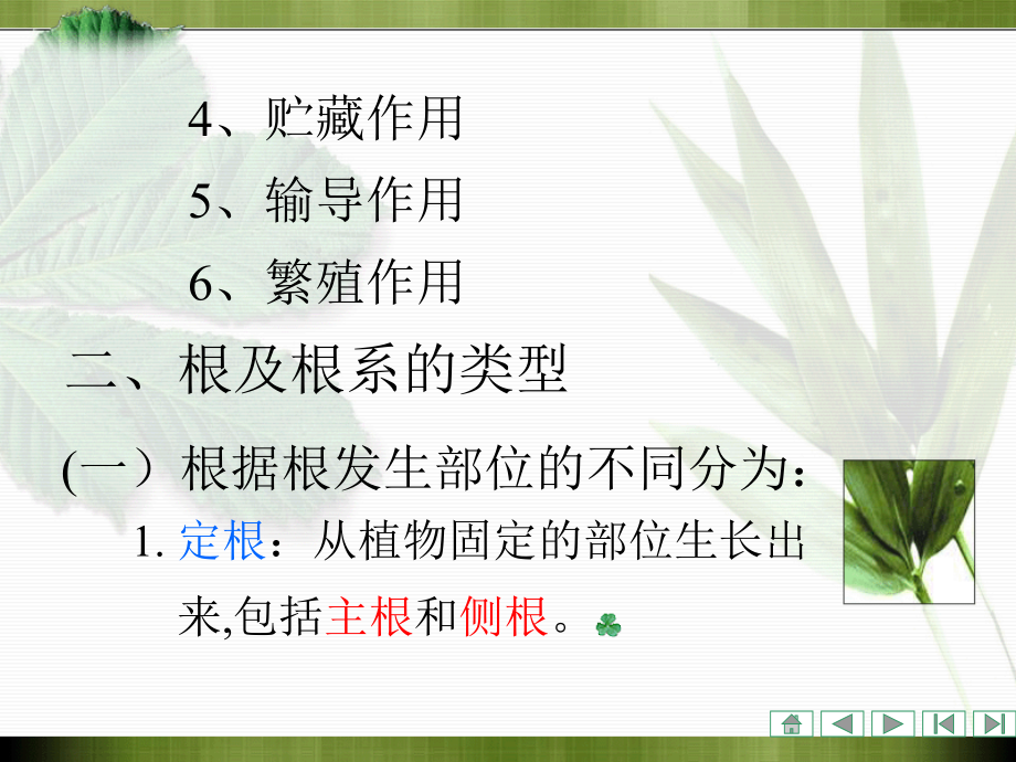 植物学课件：第三章 被子植物营养器官的形态、结构和功能_第3页