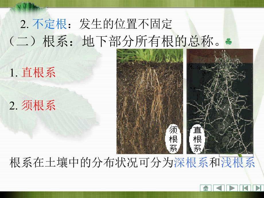 植物学课件：第三章 被子植物营养器官的形态、结构和功能_第4页