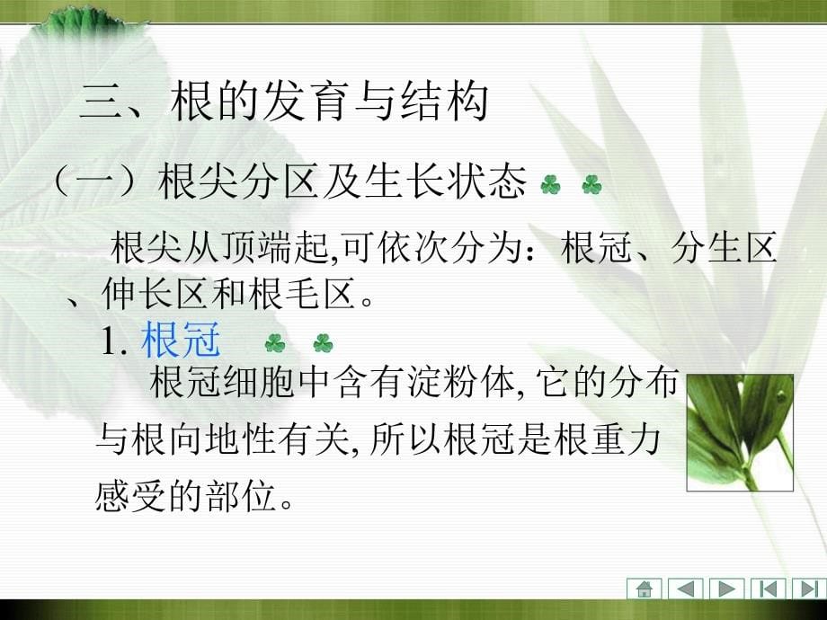 植物学课件：第三章 被子植物营养器官的形态、结构和功能_第5页