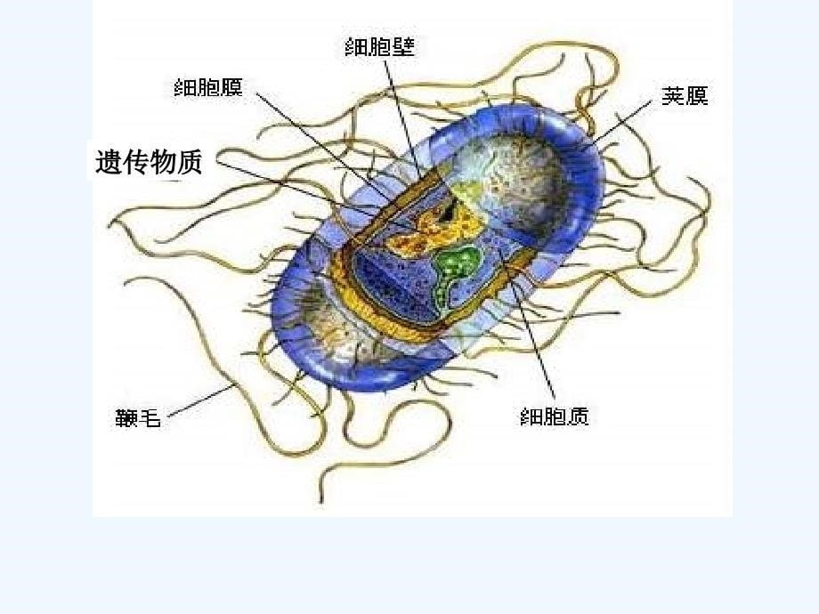 浙教版七年级下册科学1.6细菌和真菌的繁殖_第5页