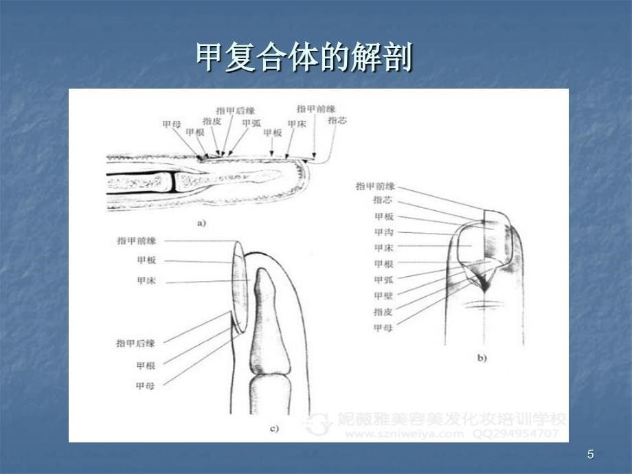 急性甲沟炎ppt课件_第5页