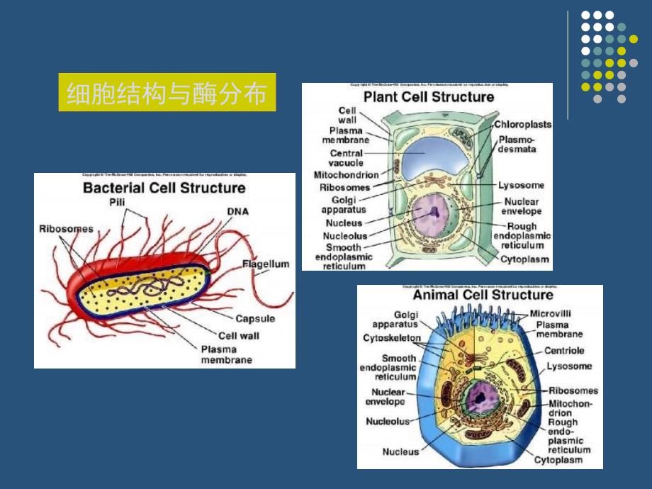 《酶的分离纯化》PPT课件_第3页