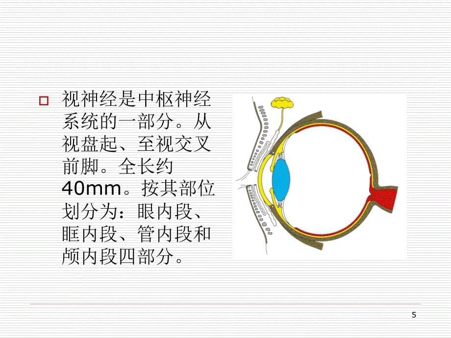 视觉径路解剖PPT参考幻灯片_第5页