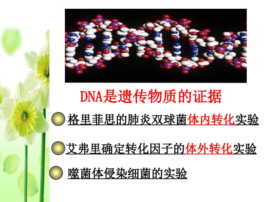 一轮复习DNA是主要的遗传物质_第3页