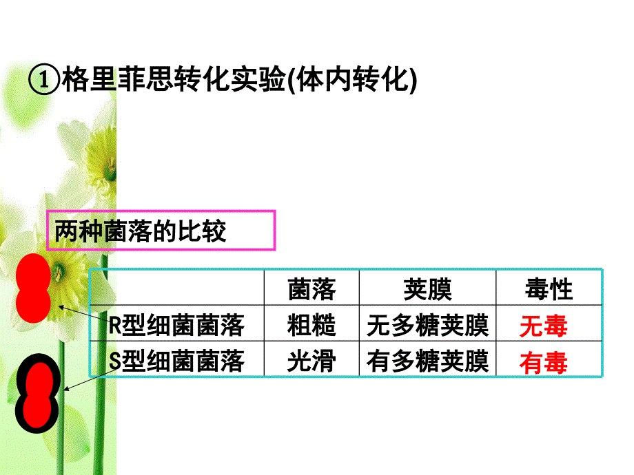 一轮复习DNA是主要的遗传物质_第4页