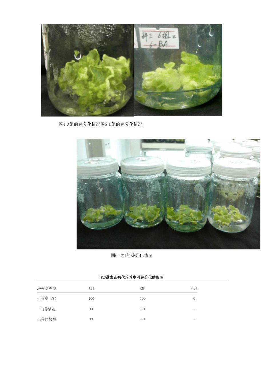 植物激素对愈伤组织的形成及其芽分化的影响_第4页