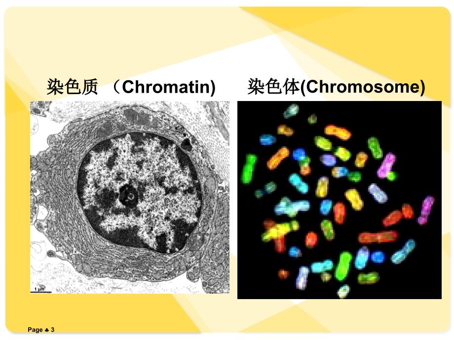 实验一人类染色体观察【重要知识】_第3页