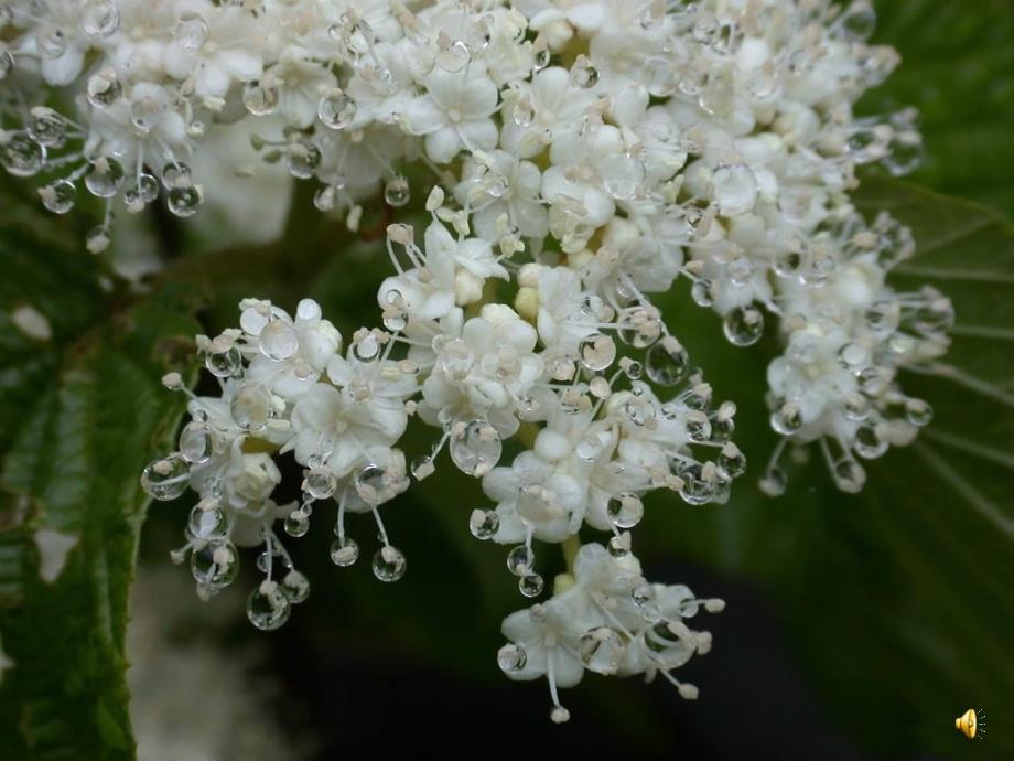 精品人教版小学五年级语文上册桂花雨课件精品ppt课件_第2页