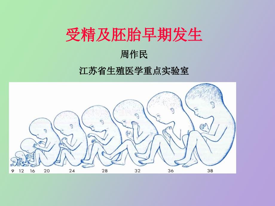 受精及胚胎早期发生_第1页