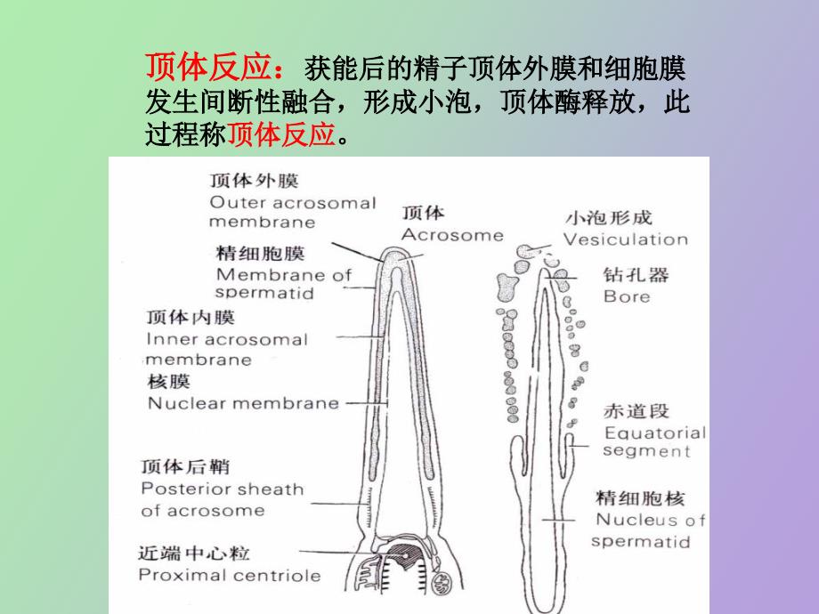 受精及胚胎早期发生_第4页