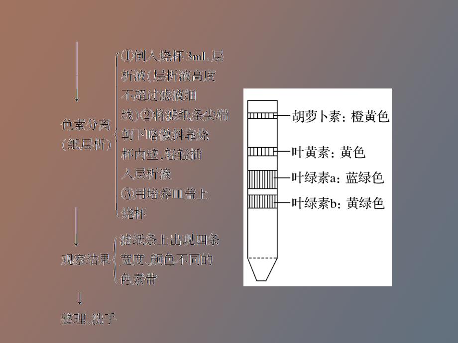 绿叶中色素的提取和分离_第4页